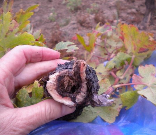 misterij bolesti drva vinove loze