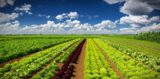 održiva i sigurna proizvodnja hrane pesticidi u proizvodnji hrane
