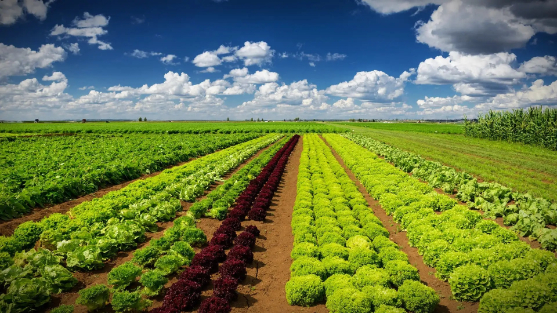 održiva i sigurna proizvodnja hrane pesticidi u proizvodnji hrane