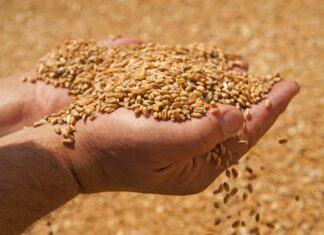 Kako do prinosa pšenice zadovoljavajuće kvalitete?