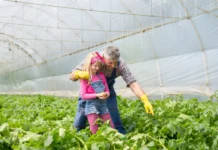 Rješenje za klimatske promjene – uzgoj u zaštićenim prostorima