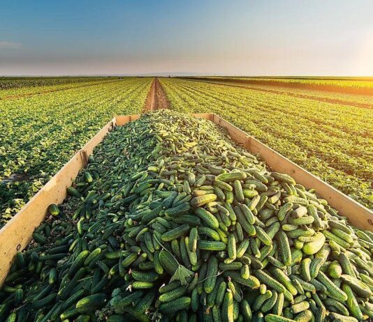 Isplati li se uzgajati krastavac? Isplati li se uzgajati krastavac?