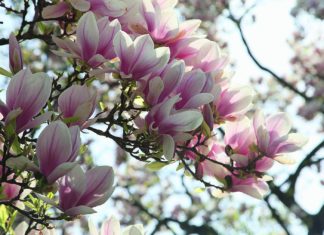 razmnožavanje magnolije