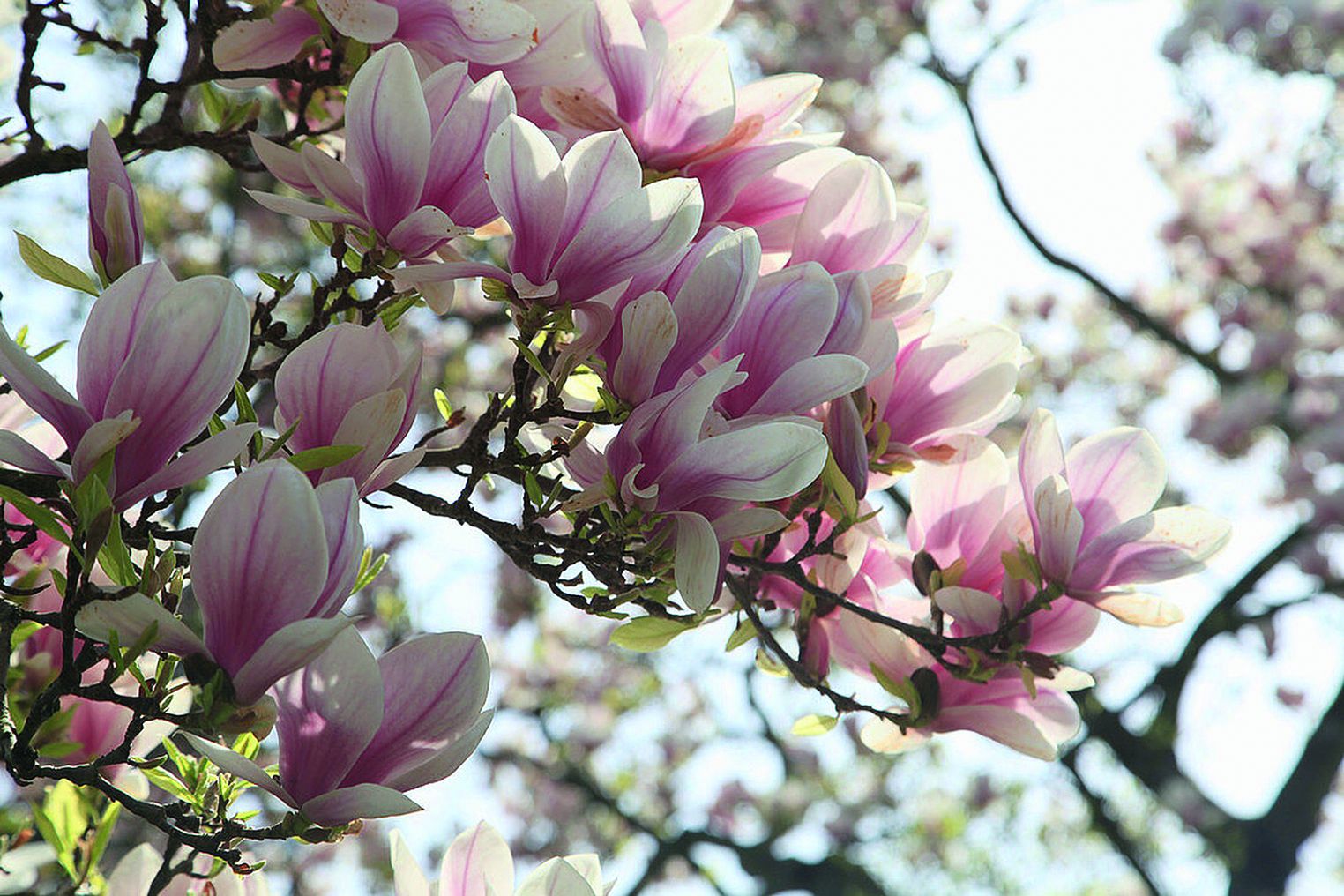 razmnožavanje magnolije