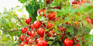 uzgoj rajčice na balkonu