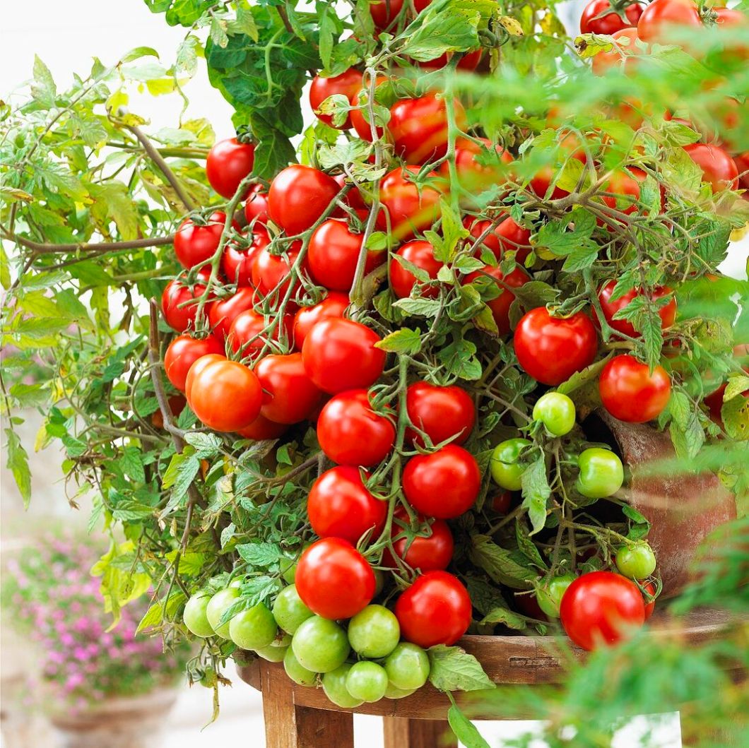 uzgoj rajčice na balkonu