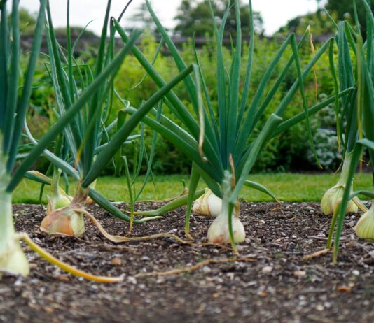 Luk i češnjak – kakav im je trend proizvodnje u RH? Luk i češnjak – kakav im je trend proizvodnje u RH?