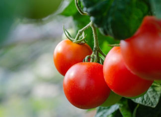 kako ekološki uzgojiti rajčice ekološki uzgoj rajčice