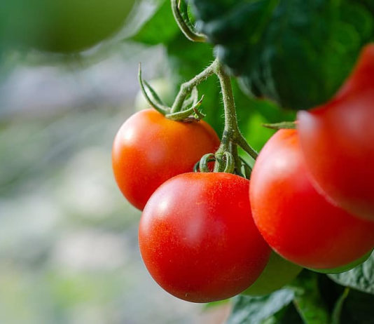 kako ekološki uzgojiti rajčice ekološki uzgoj rajčice