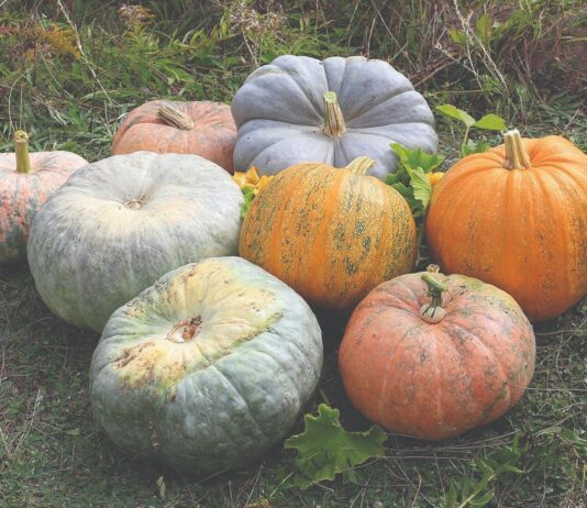 Buče i bučino ulje - crno zlato u poljoprivredi?