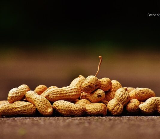 berba kikirikija uzgoj kikirikija kikiriki