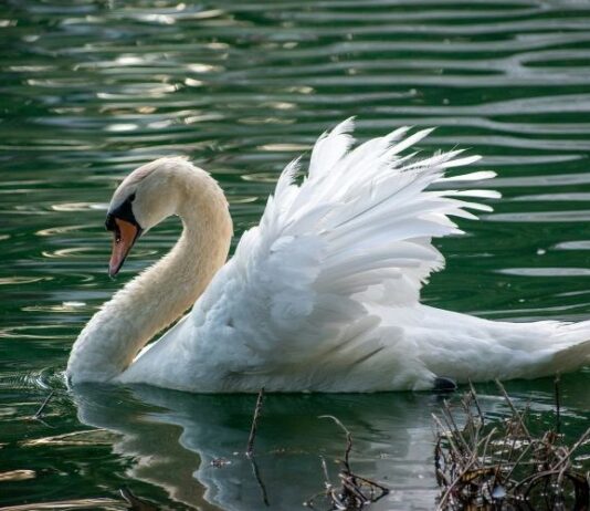 Povećani broj uginuća i slučajeva visokopatogene influence ptica podtipa H5N1 u labudova