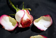 sušenje latice ruža latice ruža