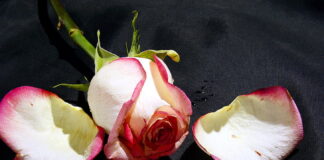 sušenje latice ruža latice ruža