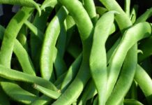 Klijanje i nicanje mahunarki