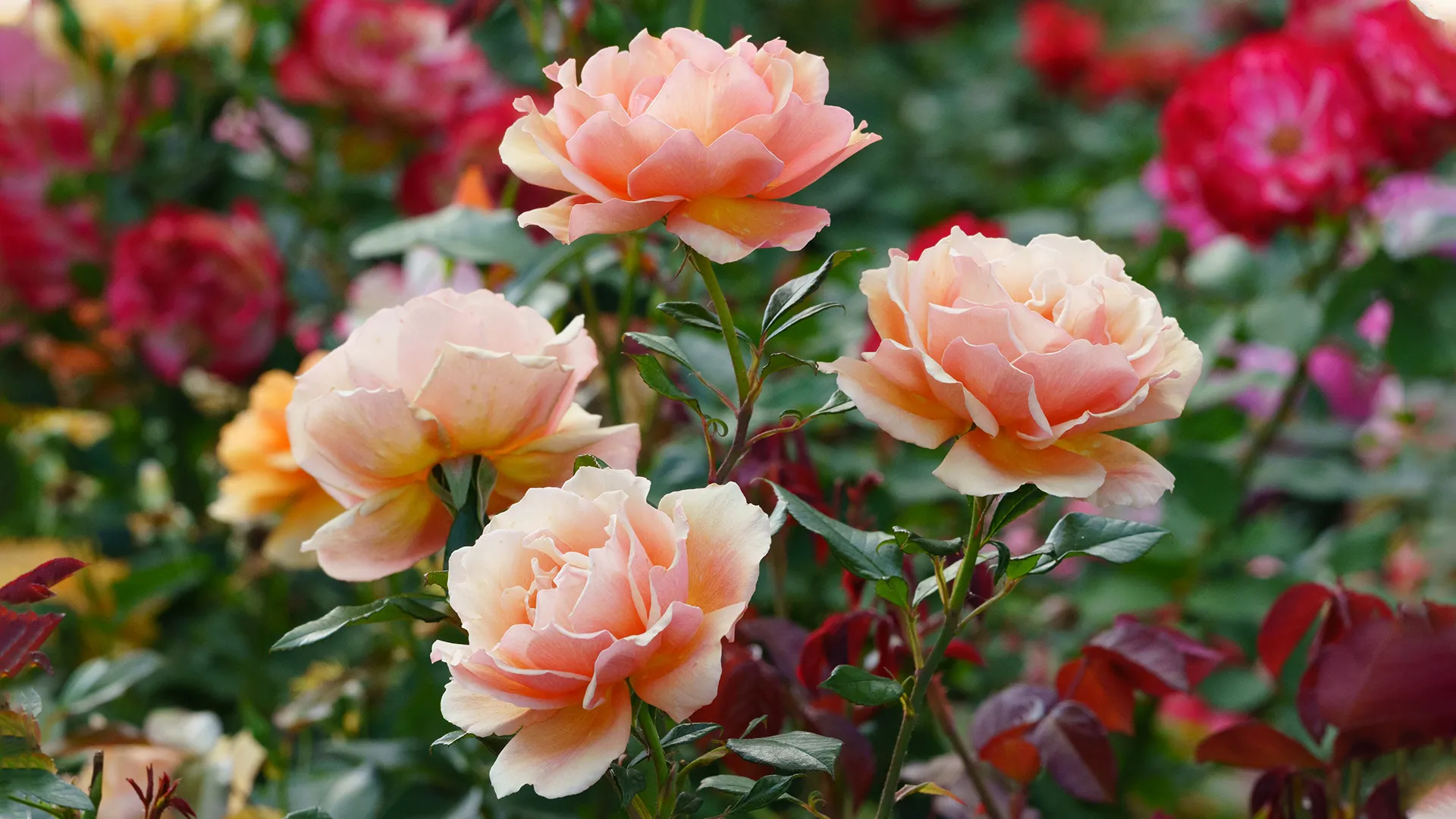 Ruže - kraljice vrta