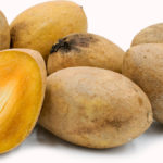 sapodilla