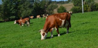 17. savjetovanje uzgajivača goveda