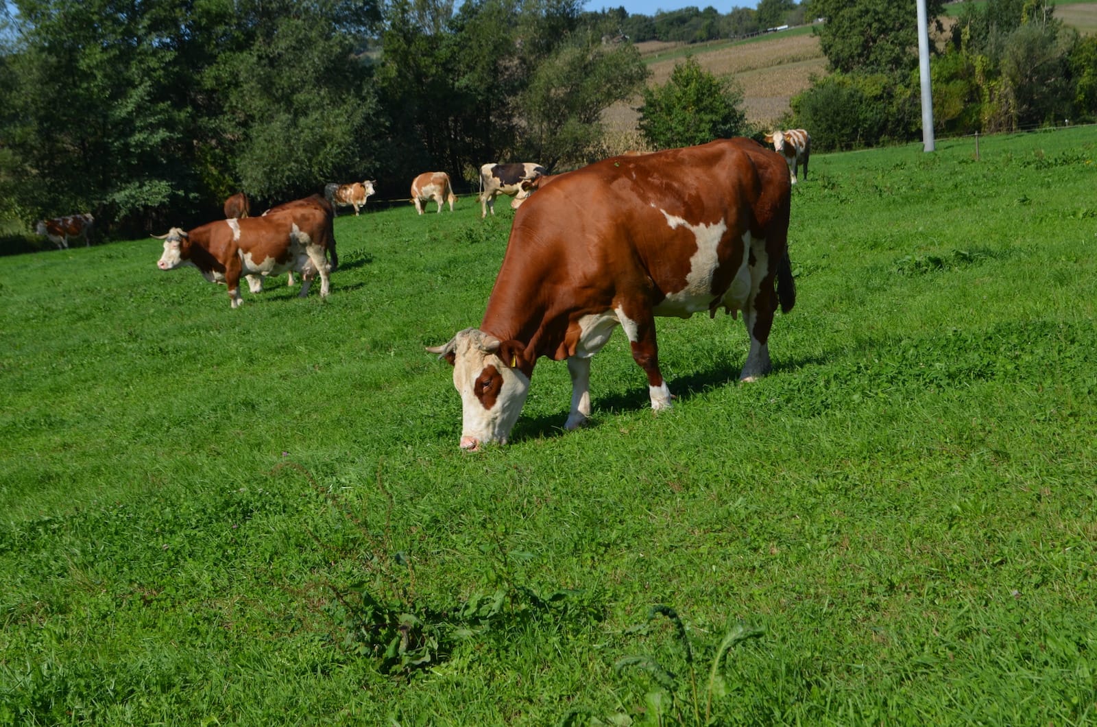 17. savjetovanje uzgajivača goveda