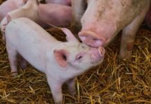 uvoz živih svinja