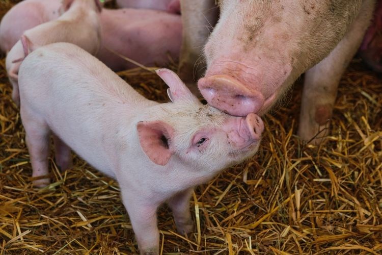 uvoz živih svinja
