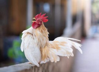 Serama – najmanja kokoš na svijetu