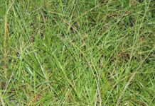 Vrste u smjesama za voluminoznu krmu