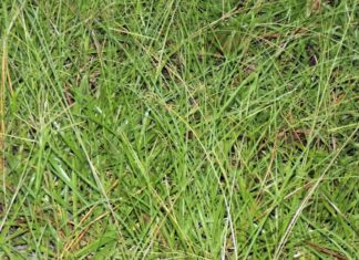 Vrste u smjesama za voluminoznu krmu