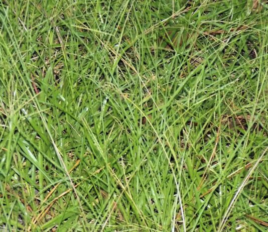 Vrste u smjesama za voluminoznu krmu