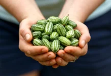 Cucamelon – mini meksički krastavac