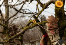 Što ako nismo stigli orezati stabla voćaka nekoliko godina ? (2.dio)