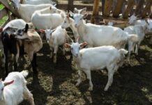 Sanska koza i alpina – koze za visoku proizvodnju mlijeka