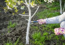 Zimsko tretiranje voćnjaka