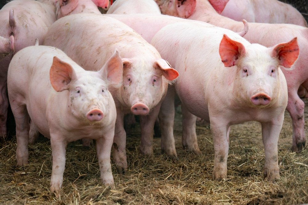 Spotted,,Spotted,Pig,,Domestic,Pig,,Pigs,,Pigs,,Animal,,Farm,,Meat