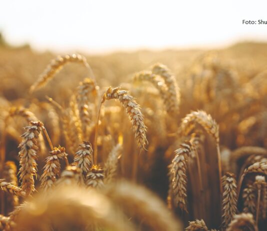 zahtjevi ozimih strnih žitarica