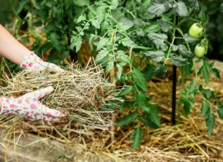 Malčiranje i izravno prekrivanje povrća