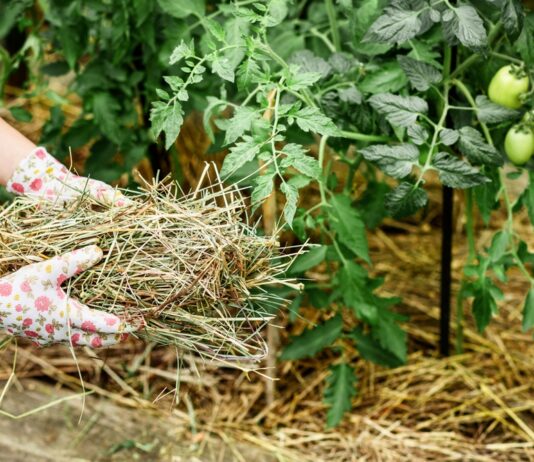 Malčiranje i izravno prekrivanje povrća