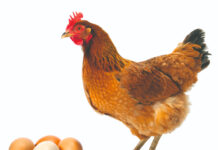 Tržište i cijene: jaja i perad