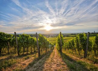 Katastrofalna iskorištenost vinske omotnice u 2025. godini