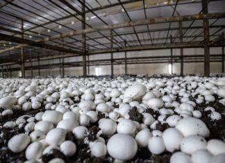 Dozvola za objekt za proizvodnju gljiva