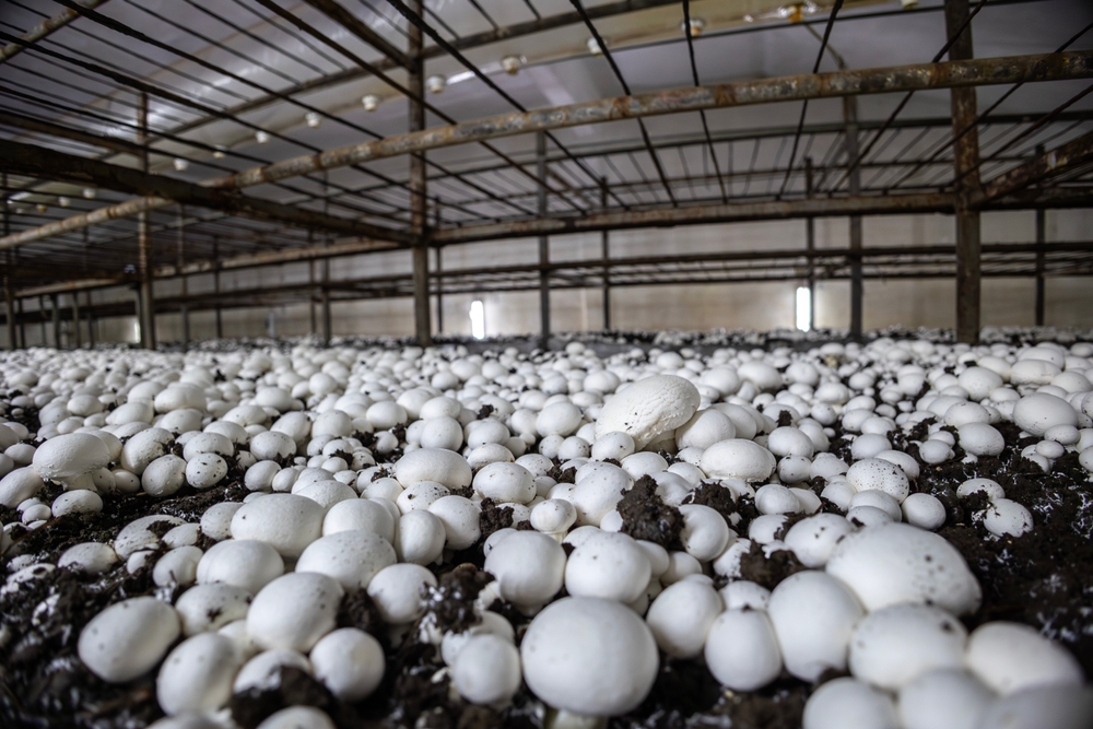 A,Low-angle,View,Of,White,Button,Mushrooms,(champignons),Growing,In