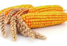 Pšenica lani rekordna, a kukuruz znatno podbacio