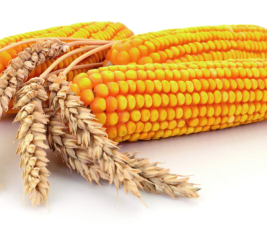 Pšenica lani rekordna, a kukuruz znatno podbacio