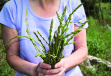 Uzgoj oštrolisne (divlje) šparoge