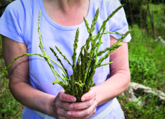 Uzgoj oštrolisne (divlje) šparoge