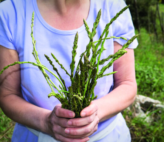 Uzgoj oštrolisne (divlje) šparoge