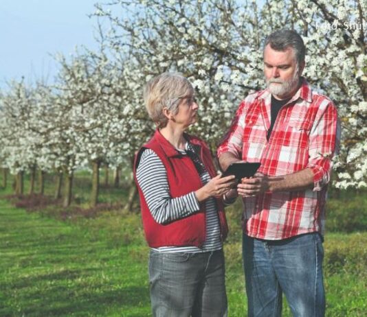Trajni nasadi – kad očekivati zaradu?