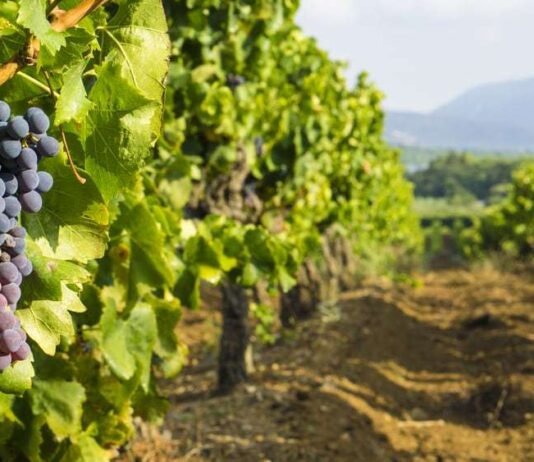 Najava Javnog natječaja za mjeru Ulaganja u vinarije i marketing vina