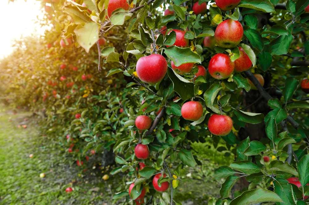 Isplaćeno gotovo 20 milijuna kuna proizvođačima jabuka