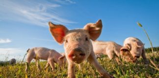 potpore sektoru svinjogojstva